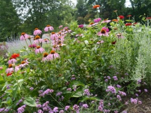 All About Cutting Gardens - The garden!