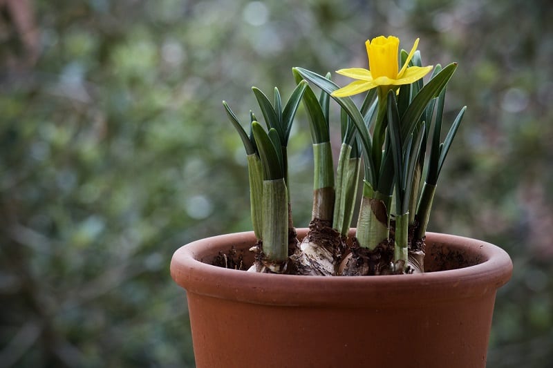 Daffodils will endure a bit of crowding, but they prefer to be spaced about 3 to 6 inches apart. 