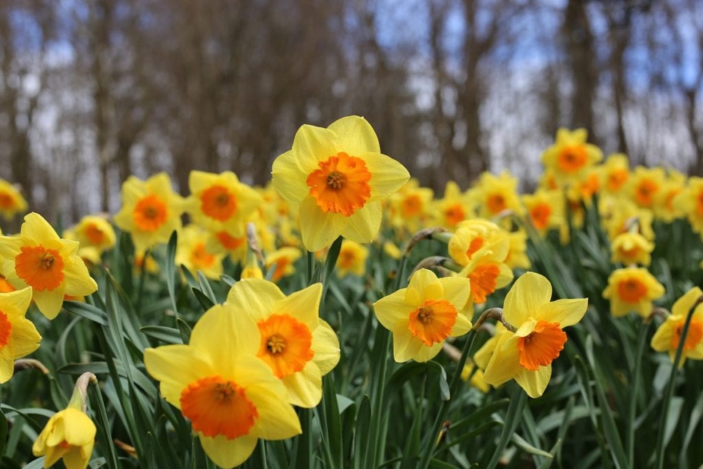 Growing Daffodils