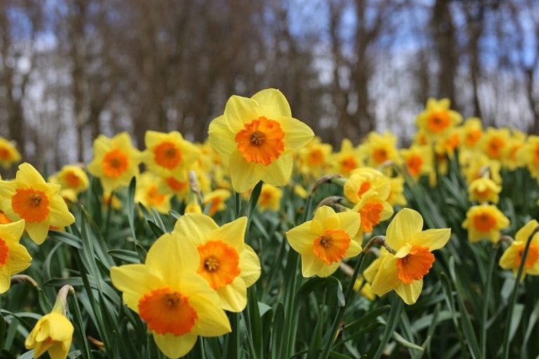 Beautiful Daffodils: 4 Useful Gardening Guidelines – The garden!