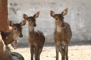 Keep Deer Out of Your Garden