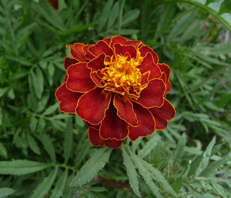 Space French marigolds 8 to 10 inches apart. 