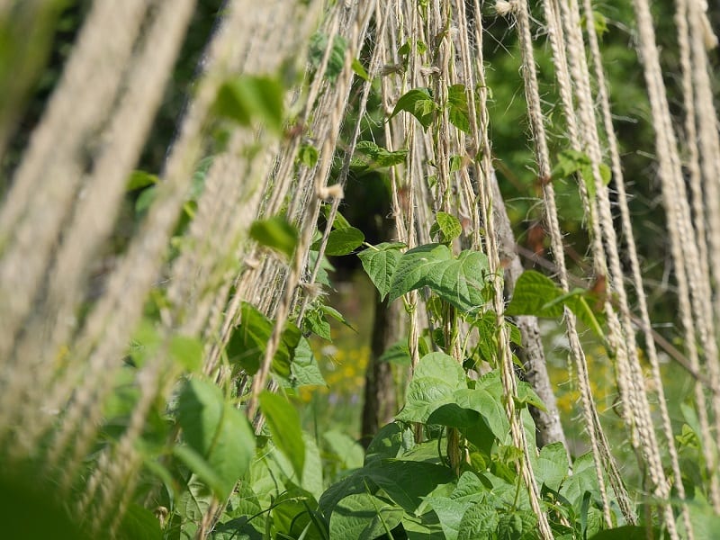 Avoid any synthetic fertilizers as many contain ingredients that can actually hinder the growth of green bean plants. 