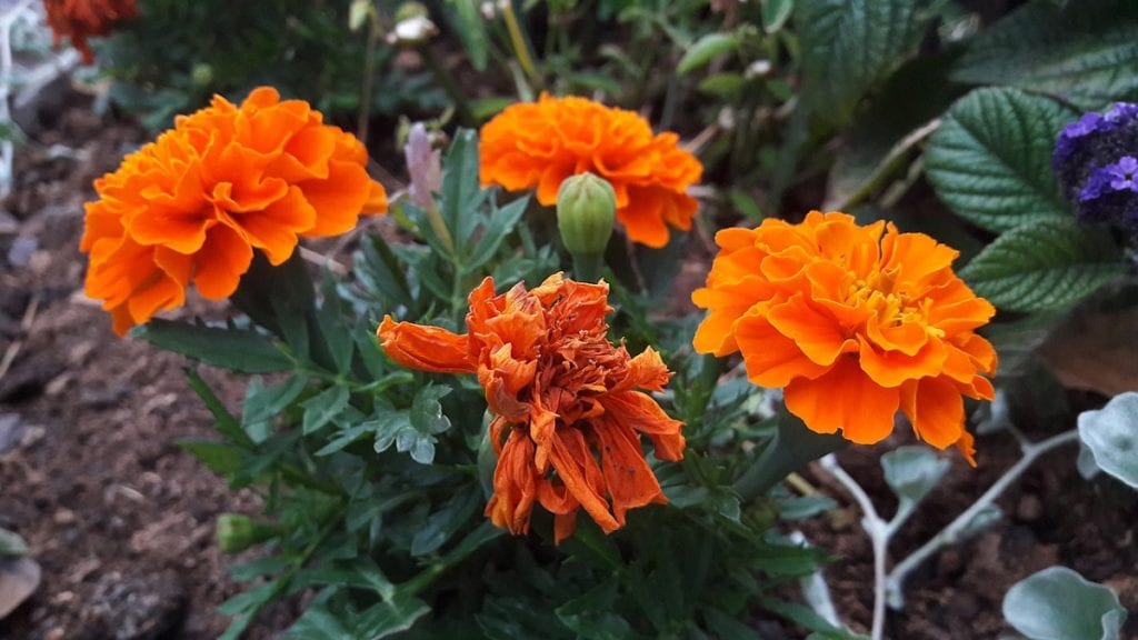 How to Grow Marigolds - The garden!