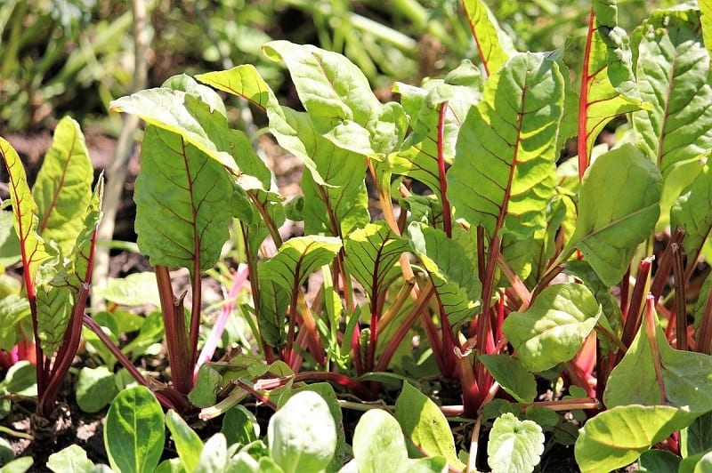 mini edible garden