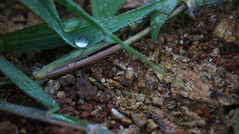 Thoroughly soaking the soil with infrequent watering is better than shallow regular watering. 