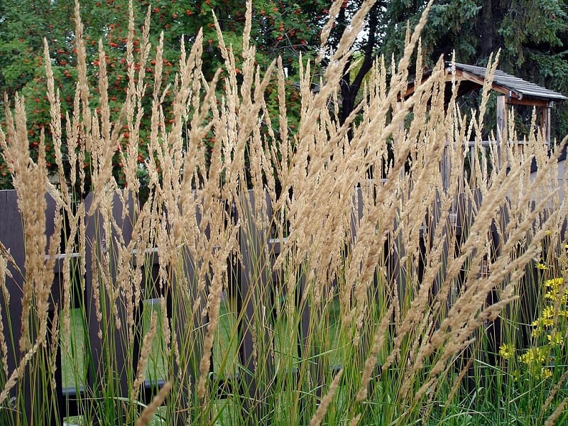 You can grow ornamental grasses in diverse soil conditions. 