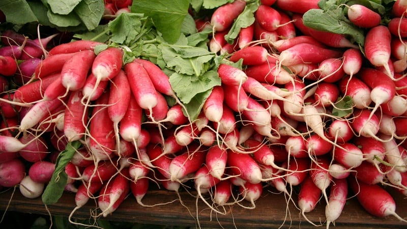 The radish is so robust, versatile, and vigorous that just about every seed you sow from a packet is likely to sprout.