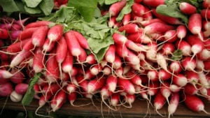 Growing Radish