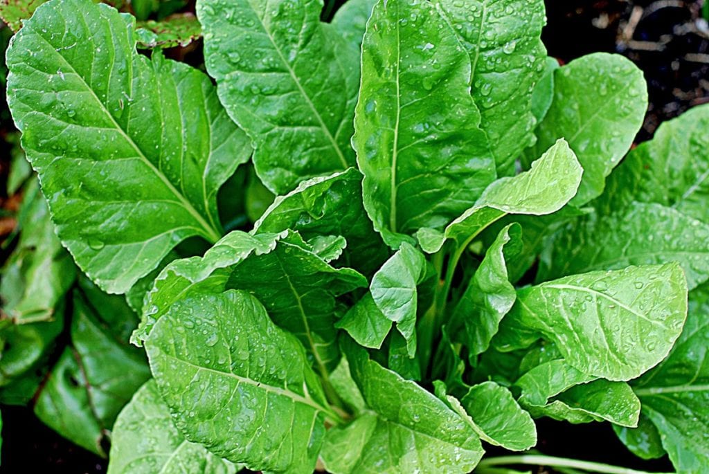 Spinach is one of the most nourishing cool-weather crops to grow, yielding vitamin-rich, dark green leaves that are excellent for salads and cooking.