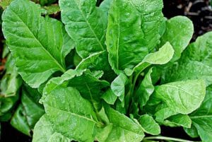 Growing Guide: How to Grow Spinach - The garden!