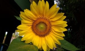 How to Grow Sunflowers