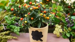 Tomatoes in Container