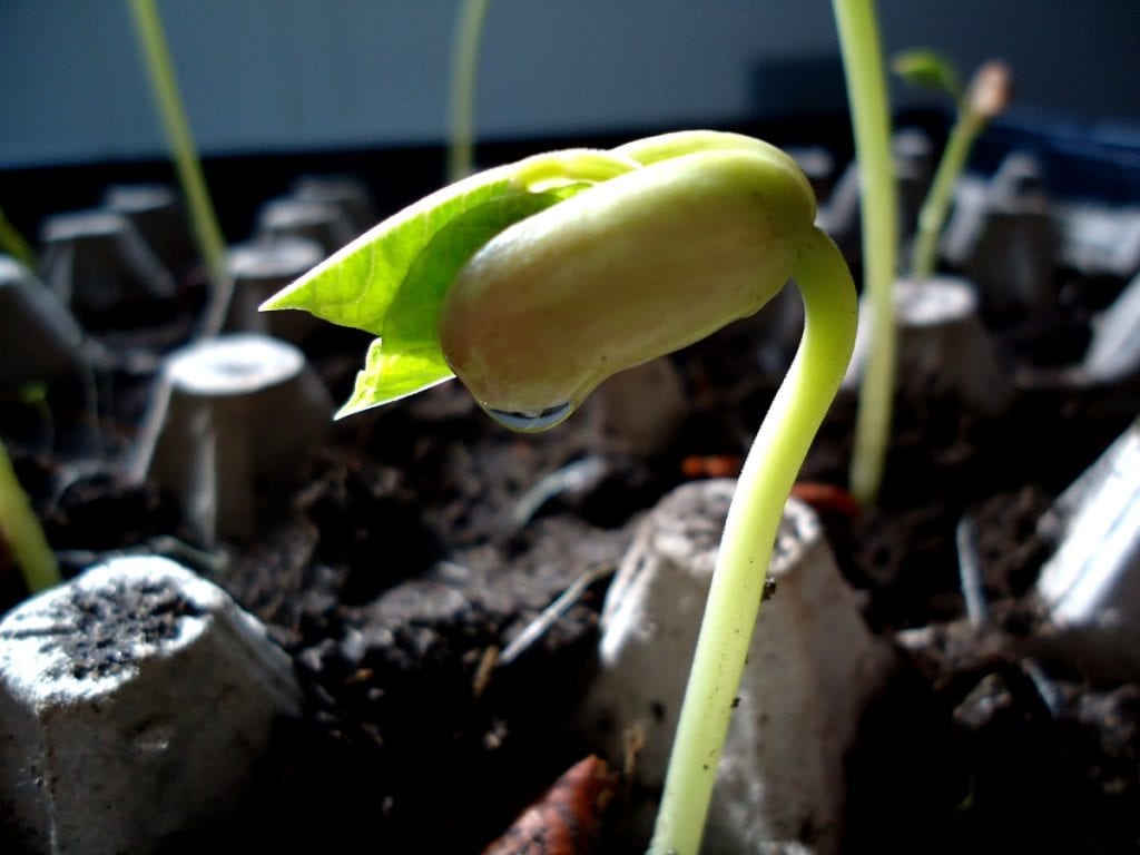 7 Vegetables to Grow from Seed