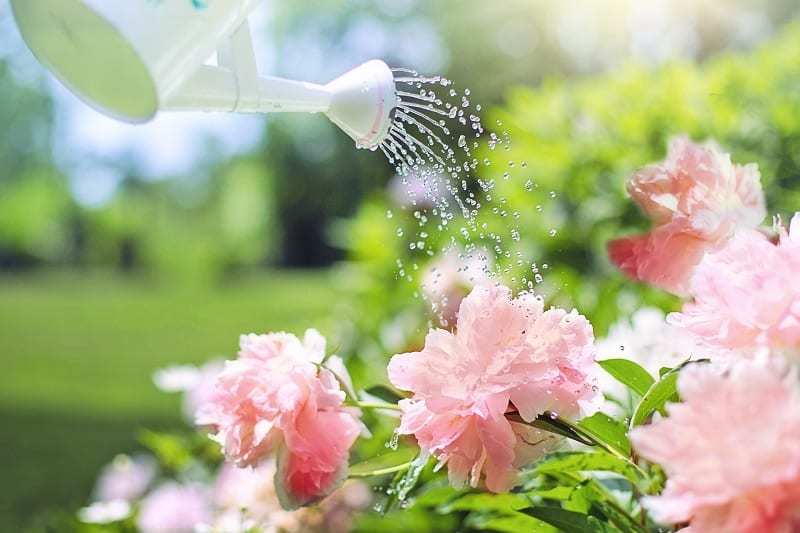 Once your plants are in the ground, water them carefully and thoroughly.