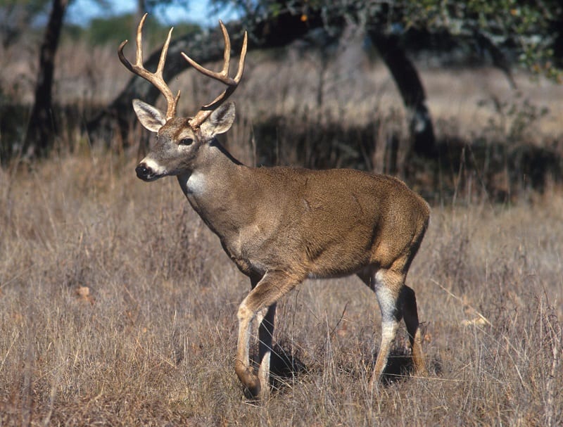 If there are deer in your area, keep them off your plants with a tall wire barrier. 