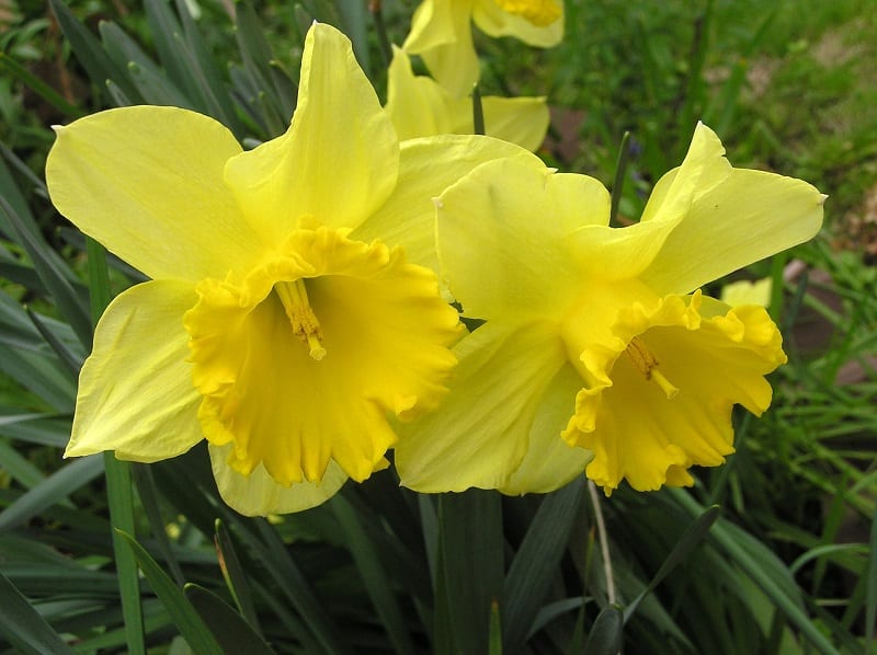 Daffodils will bloom best when grown in the sunshine of early spring. 