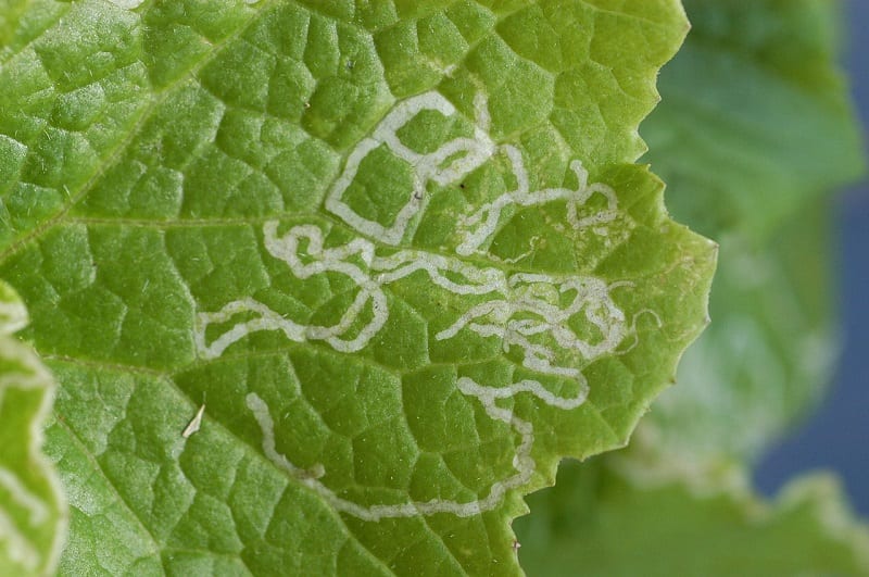  Leaf-miner larvae can burrow inside leaves and produce discolored patches.  