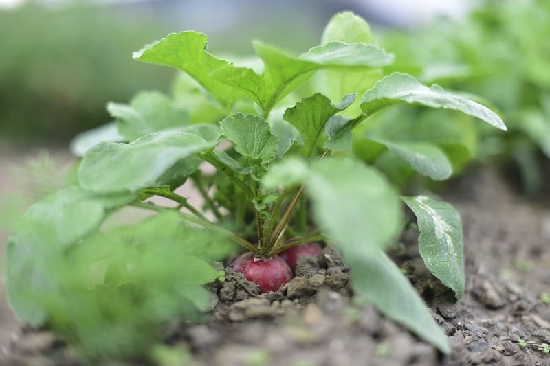 Your radishes will be ready to harvest quite quickly.