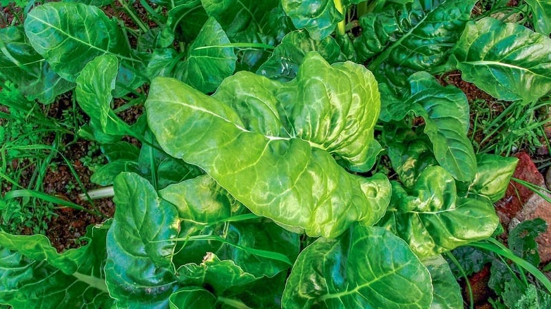 You can plant spinach in full sun or light shade. 