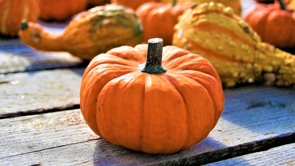 All types of squash are easy to grow from seed.