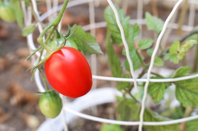 Insert a support stake or cage into the soil when you plant each tomato. 