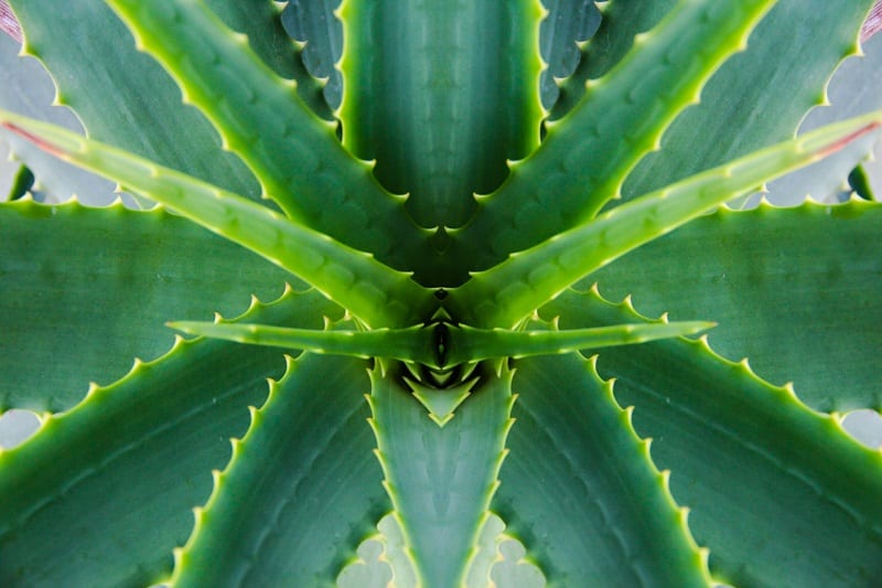 For dogs, the saponins in aloe vera can cause vomiting, diarrhea, lethargy, and tremors.  