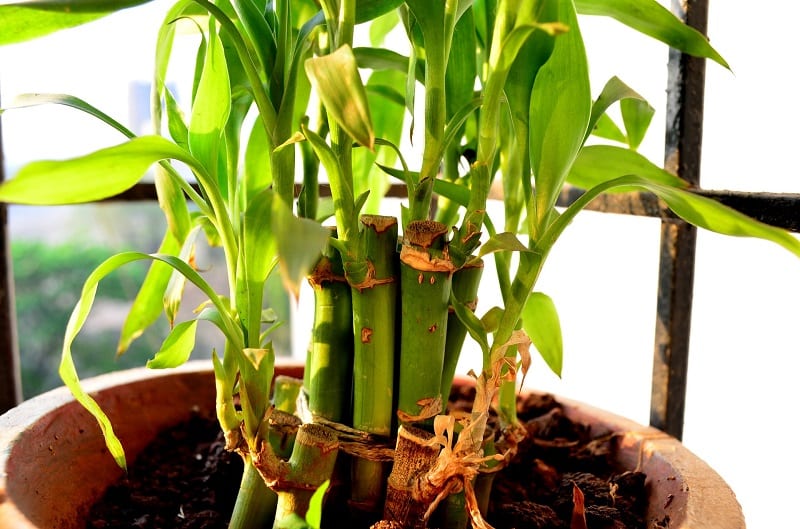 You can create a Zen-like atmosphere in your patio with a bamboo plant. 