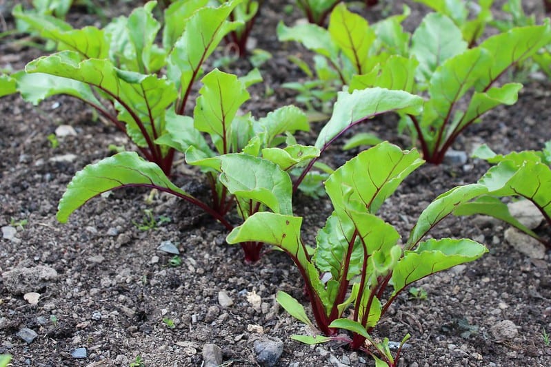 Beet plants require about 1 inch of water per week.  