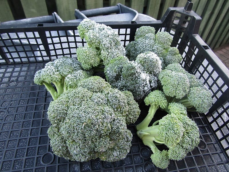 Your main harvest will consist of the  main heads of your broccoli crop. 
