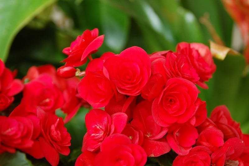 Few plants tolerate such a wide variety of growing conditions as the begonia. 