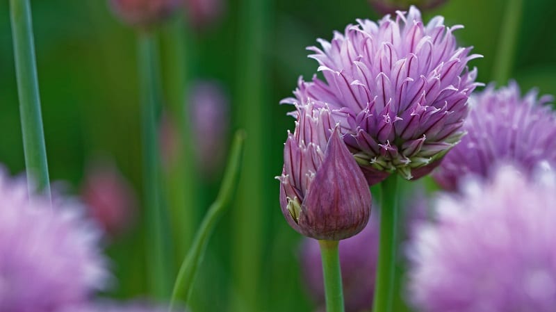 If you’re growing chives for the kitchen, consider cutting the flower buds off before they bloom. 