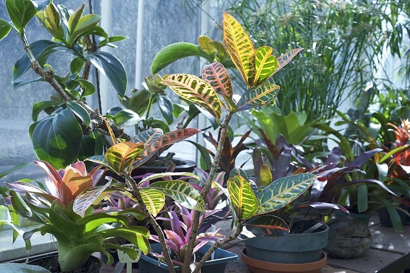 Crotons will grow larger with the sun and rain of the outdoors. 