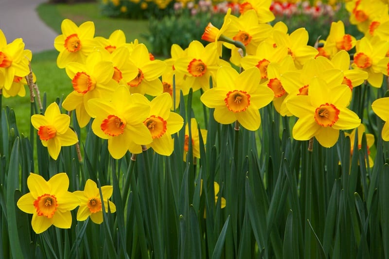 The beautiful daffodil can cause intestinal spasms, low blood pressure, salivation, tremors, vomiting, diarrhea, and even cardiac arrhythmia in dogs.