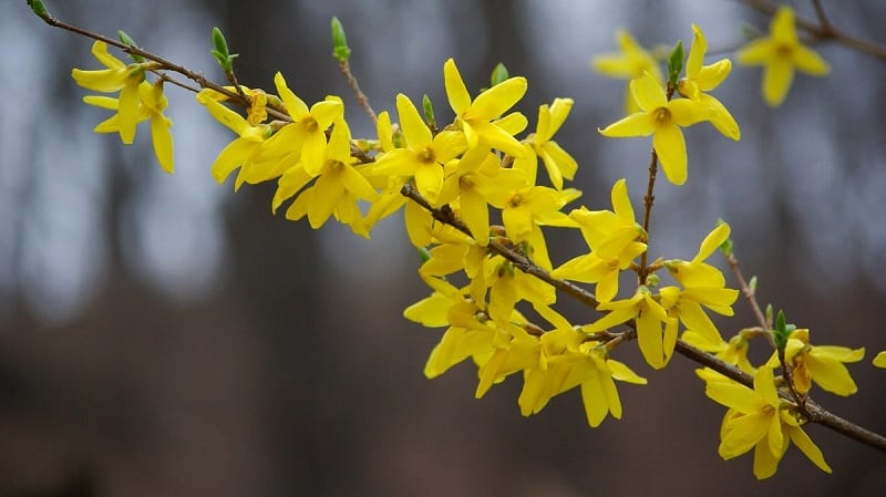 You can use stem cuttings from your shrub to create more forsythia plants. 