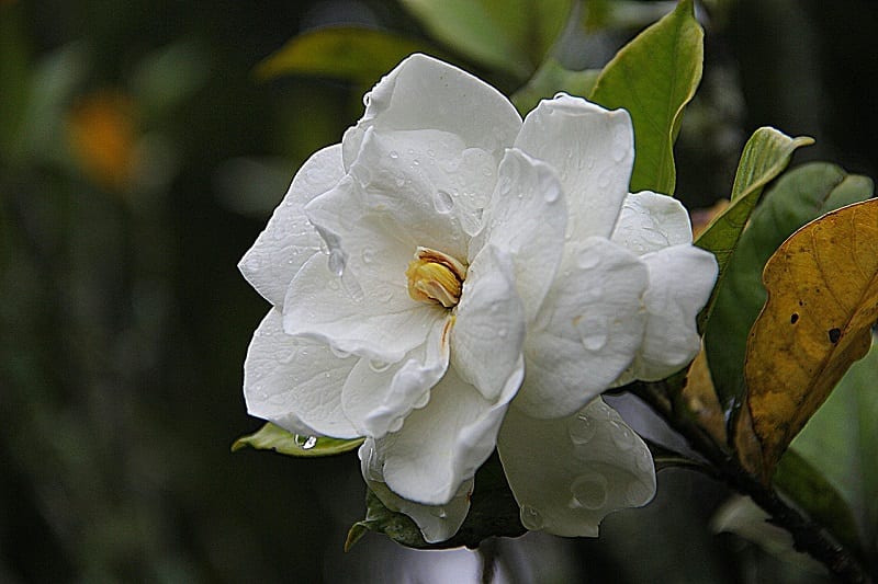 You can grow the gardenia as a patio plant in full sun or partial shade 