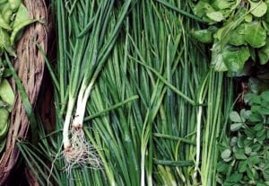 Growing Garlic Greens in Pots