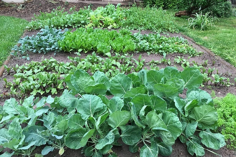 Grow vegetables that enjoy similar growing conditions together. 