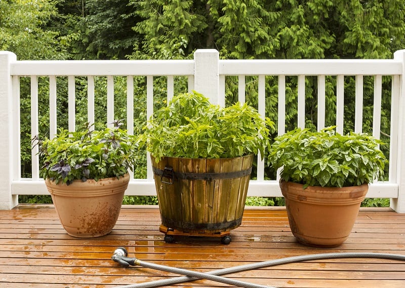 There are many herbs that you can grow to enhance your cooking and save on money. 