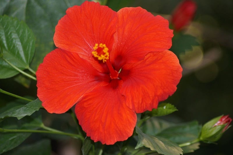 Big blooms and bright colors make the tropical hibiscus the star of many patios. 