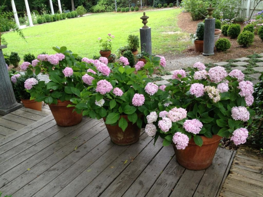 Hydrangea flowers can create a real mess, but the cleanup is worth it
