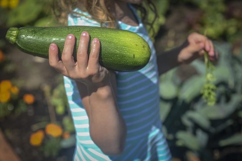 Even the pickiest children will try to eat the fruits and vegetables they grow. 
