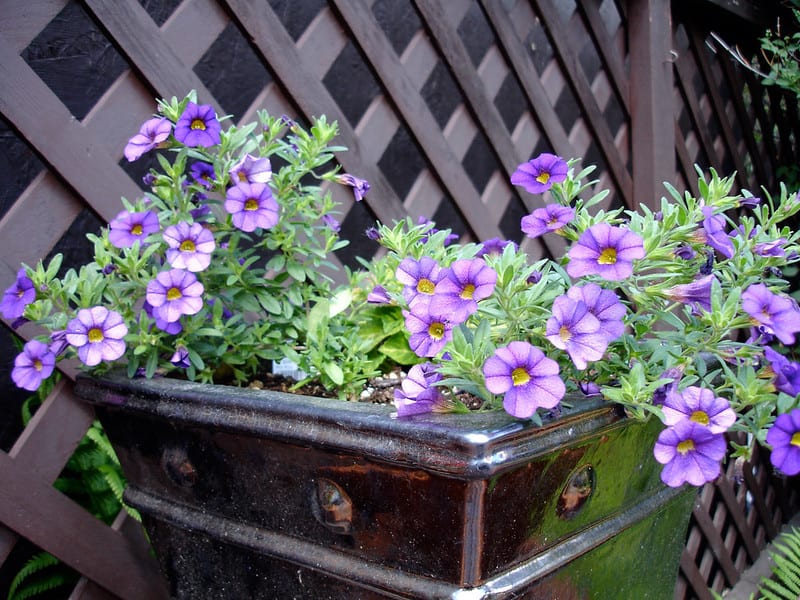 Million bells will give your patio a splash of showy tubular blooms like petunias. 