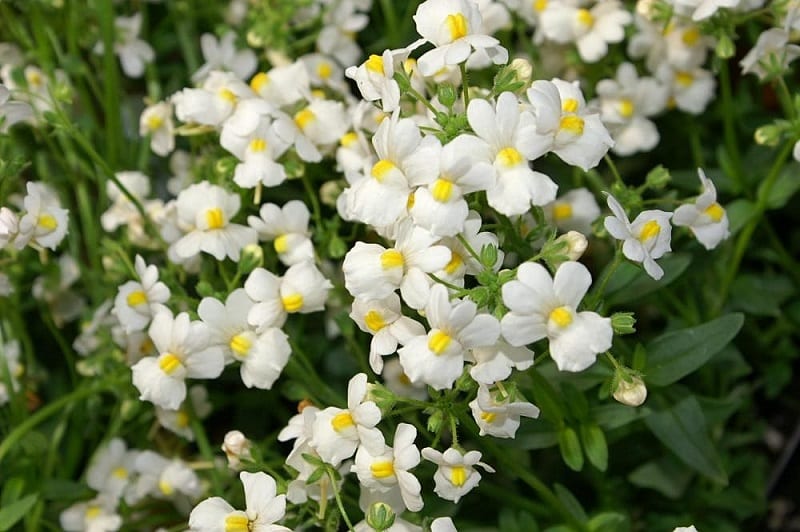 The tiny flowers of the nemesia look like little snapdragons. 