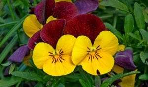 Growing Pansies