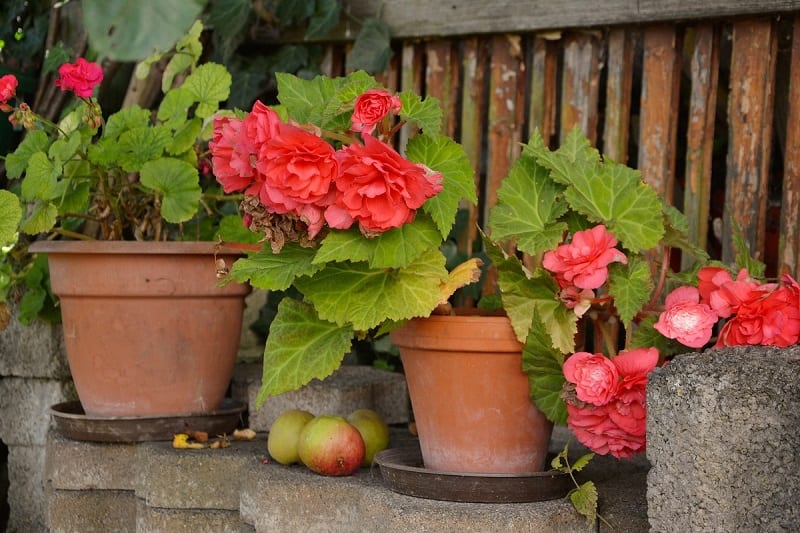 There are quite a few plants that will grow just fine in containers on the patio. 