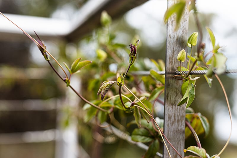 Passionfruit vine is a strong climber and can be harvested for its first fruit approximately 6-8 months after planting 