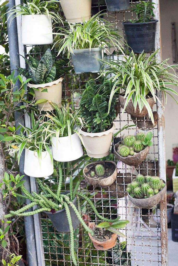 Attaching pots to a vertical surface saves space and creates a beautiful screen