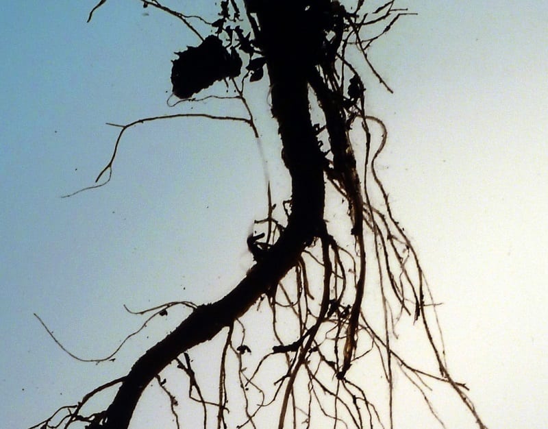 When you dig or move plants, you will probably have to bother the root system a bit. 