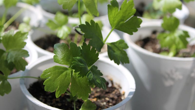 Buying healthy plants increases the chances of having a successful transplant process. 
